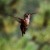 Hummingbird Headshots